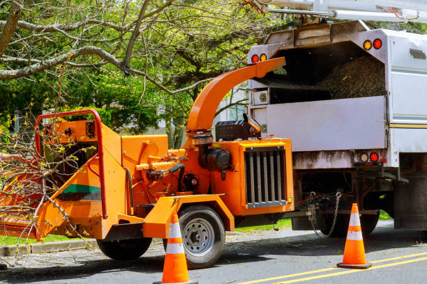 Best Tree and Shrub Care  in Cudahy, CA